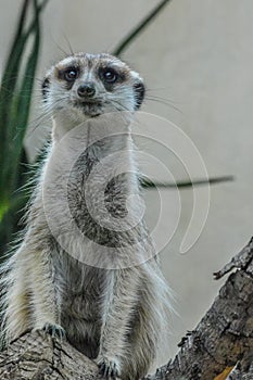 Cute Meerkat also known as Meer Kat or Meercat standing tall in