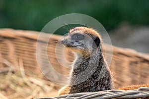 Cute Meerkat in a basket