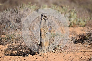 A cute meerkat in the desert of Oudtshoorn, South Africa