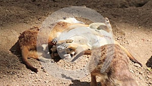 Cute meerkat family