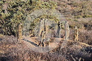 A cute meerkat family in the desert of Oudtshoorn, South Africa