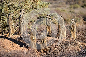 A cute meerkat family in the desert of Oudtshoorn, South Africa