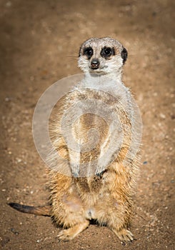Cute meerkat