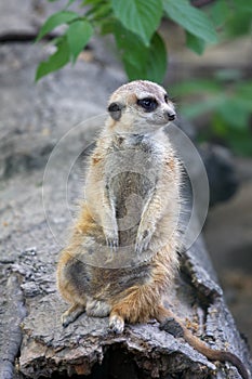 Cute meerkat on guard duty