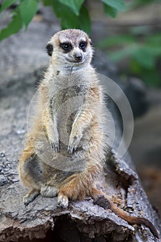 Cute meerkat on guard duty