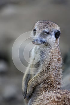 Cute meerkat on guard duty