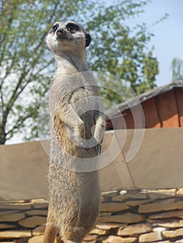 cute meerkat looking around