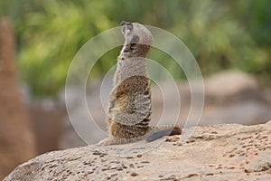 Cute meerkat looking up to the sky