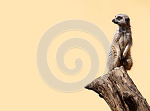 Cute meerkat on the lookout.