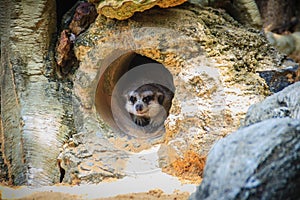 Cute Meerkat is moving out from his hole. The meerkat or suricate (Suricata suricatta) is a small carnivoran belonging to the mon