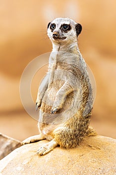 Cute Meerkat Sitting Up on Rock