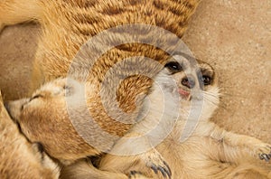 Cute meerkat sleep