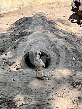 Meerkat standing in front of the hidding hole