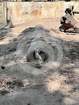 Meerkat standing in front of the hidding hole