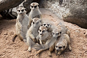Cute meerkat standing guard on top of a sand