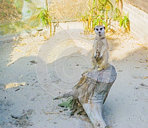 A cute meerkat standing on a tree stump a wild carnivore animal from the african desert