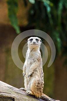 A Cute Meerkat Standing Up On A Tree Log. photo