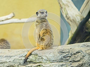 A cute Meerkat standing in a zoo