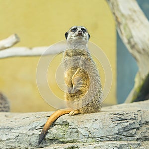 A cute Meerkat standing in a zoo