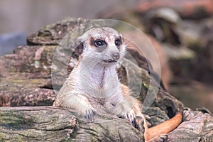 Cute meerkat suricata looking with curiousness on tree. Close-up Animal in nature wildlife