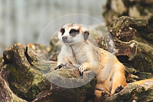 Cute meerkat suricata looking with curiousness on tree. Close-up Animal in nature wildlife