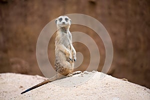 Cute meerkat  Suricata suricatta