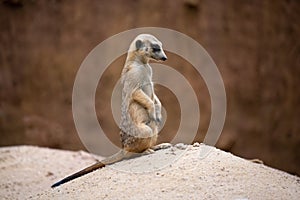 Cute meerkat  Suricata suricatta