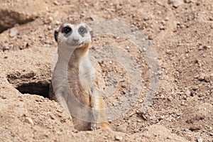 Cute meerkat  Suricata suricatta