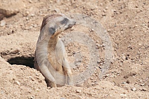 Cute meerkat  Suricata suricatta