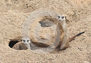 Cute meerkat  Suricata suricatta