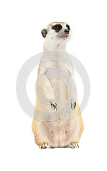 Cute meerkat  Suricata suricatta  isolated