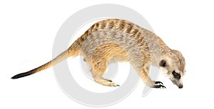 Cute meerkat  Suricata suricatta  isolated