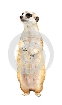 Cute meerkat  Suricata suricatta  isolated photo