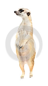 Cute meerkat  Suricata suricatta  isolated photo