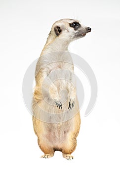 Cute meerkat  Suricata suricatta  isolated