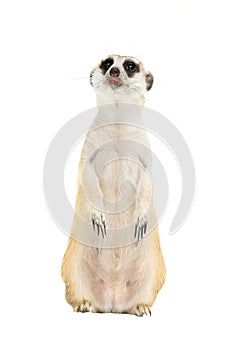 Cute meerkat  Suricata suricatta  isolated photo