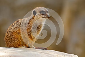 Cute Meerkat, Suricata suricatta, sitting on the stone