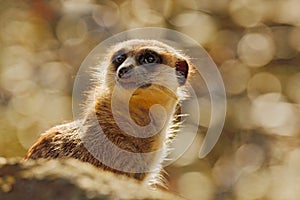 Cute Meerkat, Suricata suricatta, sitting on the tree trunk in white flower meadow, Namibia. Beautiful animal in the nature