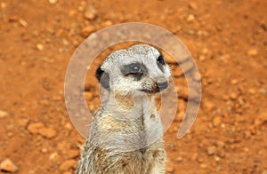 Cute meerkat suricate on guard