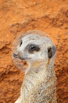 Cute meerkat suricate on guard