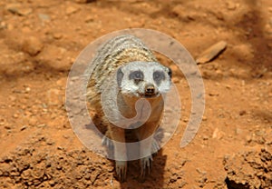 Cute meerkat suricate looking at camera