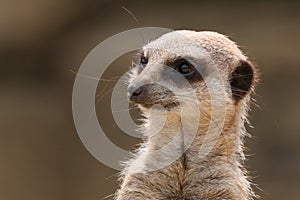 Cute meerkat or suricate Suricata suricatta