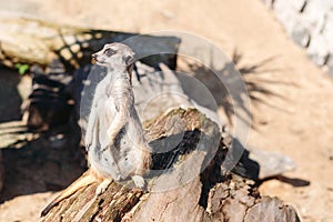 Cute meerkat in the zoo. Meerkat standing on the old log wood