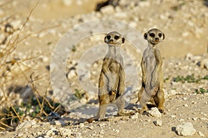 Cute meerkats of suricat in a desert area at daytime