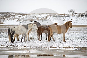 Cute Menggu horses in snowy weather and on snow covered field in