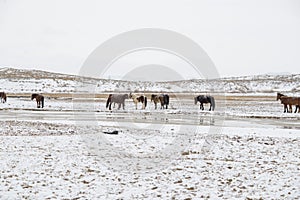 Cute Menggu horses in snowy weather and on snow covered field in