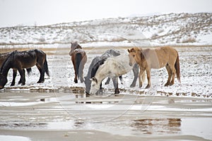 Cute Menggu horses in snowy weather and on snow covered field in