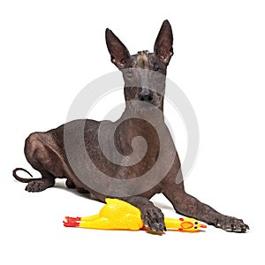 Cute Mexican Hairless dog, xoloitzcuintli, lies on a isolated white background, holding a yellow rubber toy of a with a paw, looks