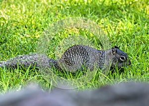 Cute mexican squirrel alertness