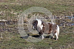 Cute miniature horse in field.
